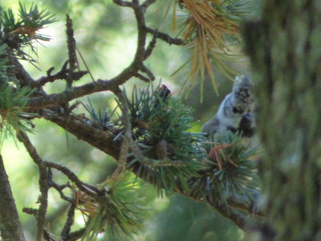 Cincia dal ciuffo (Lophophanes cristatus)